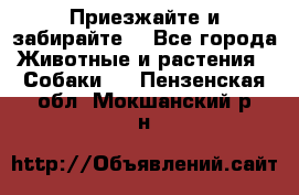 Приезжайте и забирайте. - Все города Животные и растения » Собаки   . Пензенская обл.,Мокшанский р-н